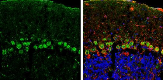 Cadherin-11 Antibody - BSA Free