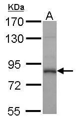 Calpain 1 Antibody