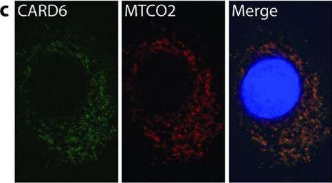 CARD6 Antibody
