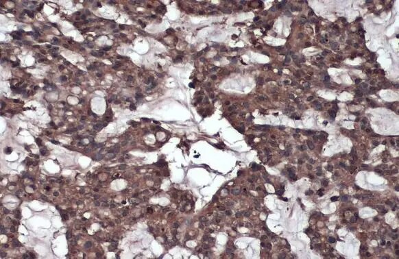 Caspase-8 Antibody