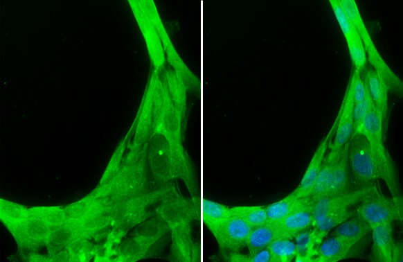 Caspase-8 Antibody