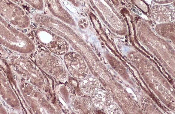 Caspase-8 Antibody