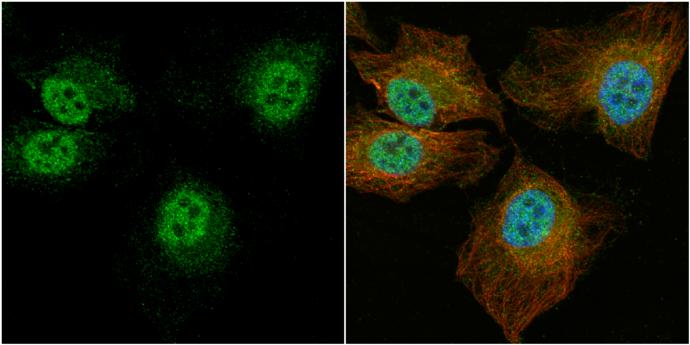 CCDC14 Antibody