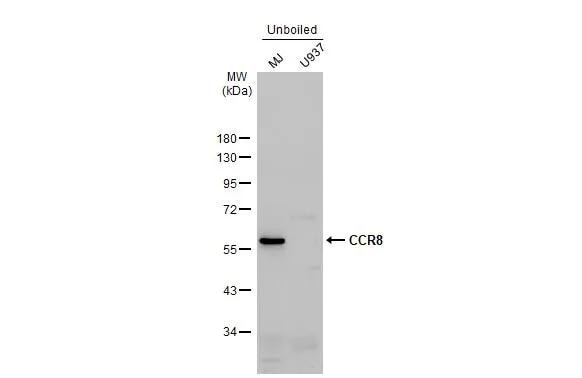 CCR8 Antibody - BSA Free