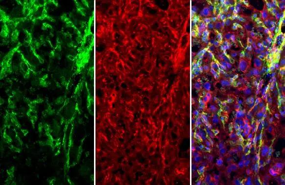 MCAM/CD146 Antibody - Azide Free
