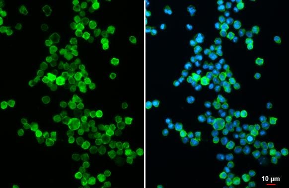 CD19 Antibody