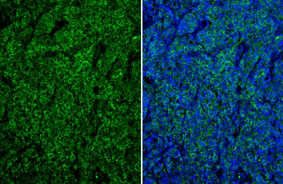 CD19 Antibody