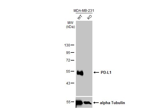 PD-L1 Antibody