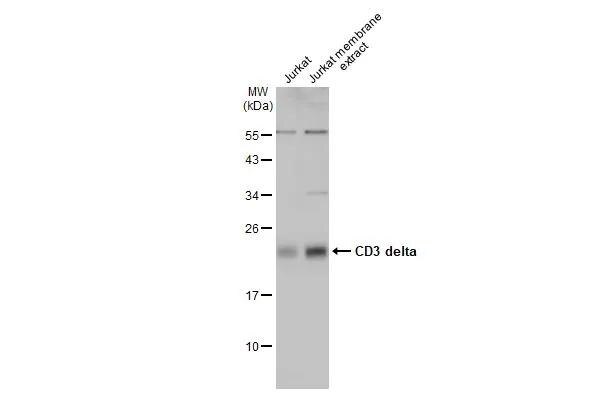 CD3 delta Antibody - BSA Free
