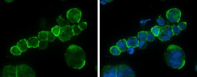 CD45 Antibody - BSA Free