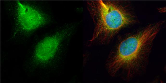 CDC45L Antibody - BSA Free