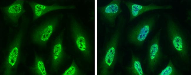 Cdc6 Antibody - BSA Free