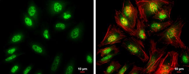 FZR1/CDH1 Antibody
