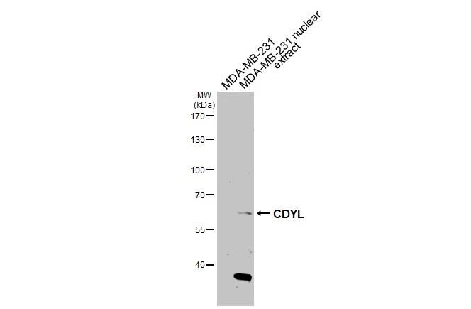 CDYL Antibody - BSA Free