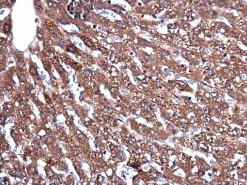 CEECAM1 Antibody