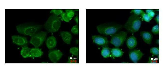 CEP27 Antibody