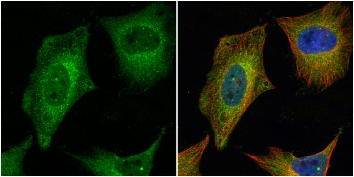 CEP27 Antibody