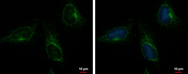 CGI-16 Antibody - BSA Free