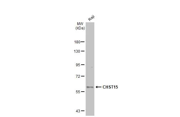 Carbohydrate Sulfotransferase 15/CHST15 Antibody
