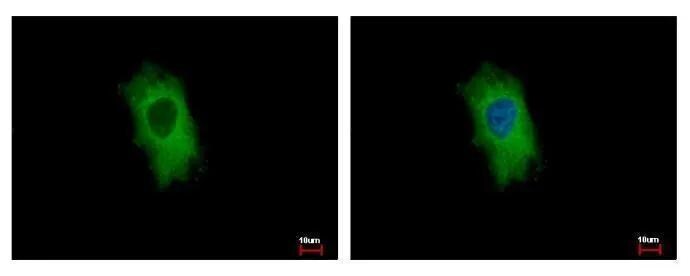 CIDEC Antibody