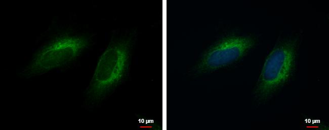 COMMD10 Antibody