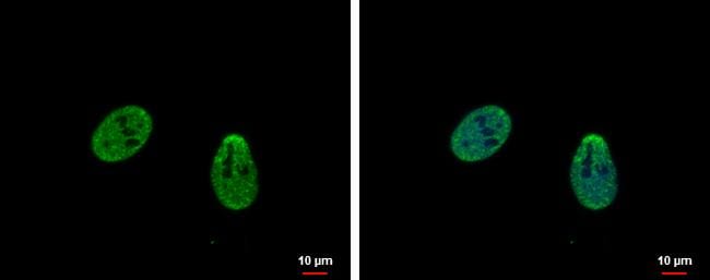 COP9 signalosome complex subunit 2 Antibody - BSA Free