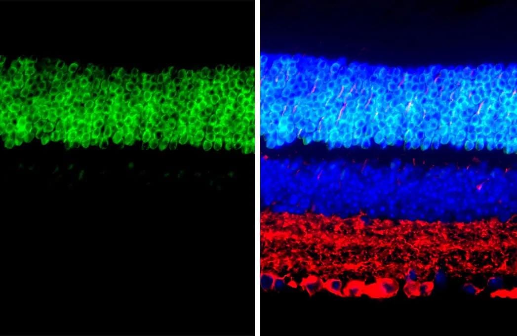 CRX/CORD2 Antibody