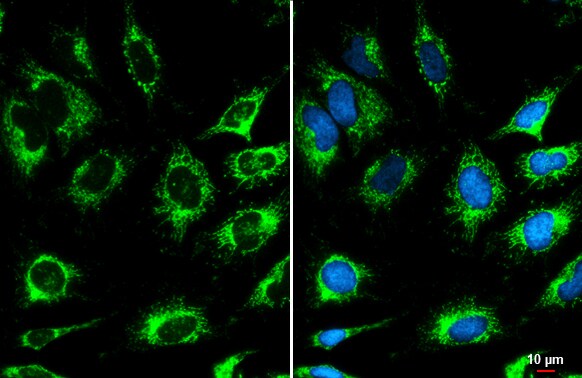 COX4 Antibody