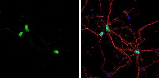 CPEB1 Antibody - BSA Free