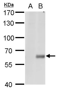CPNE1 Antibody
