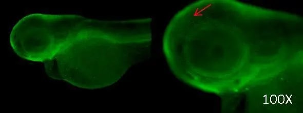 CPSF2 Antibody