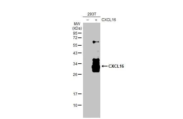 CXCL16 Antibody - BSA Free