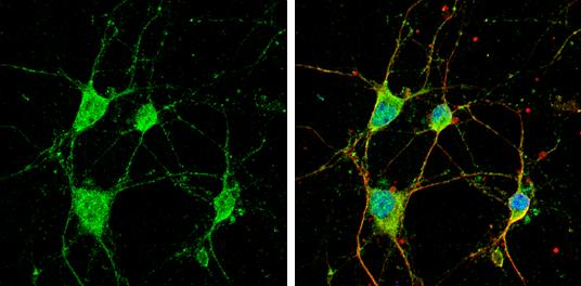 CYFIP1 Antibody - BSA Free