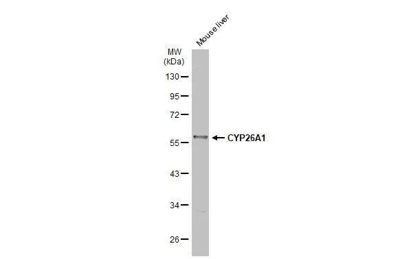 CYP26A1 Antibody