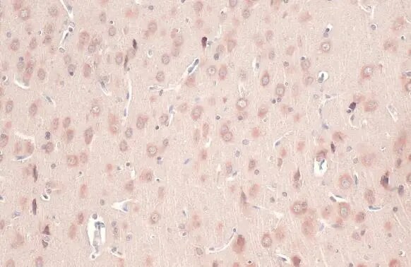 CYP26A1 Antibody