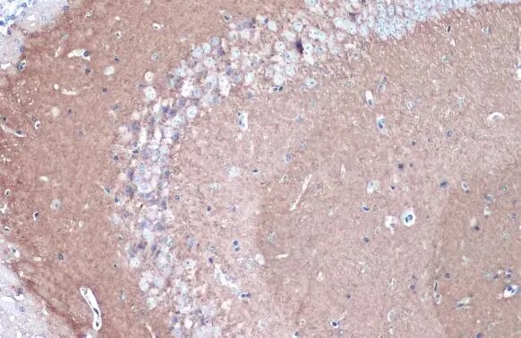 CYP46A1 Antibody