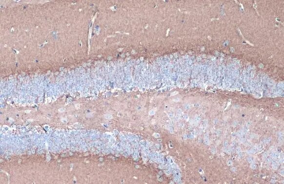 CYP46A1 Antibody
