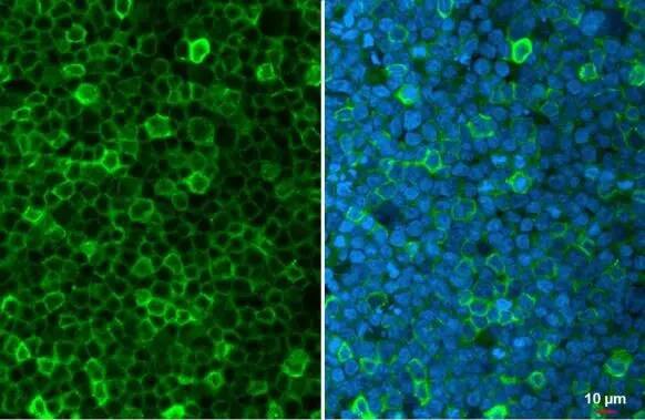 Cystatin F Antibody