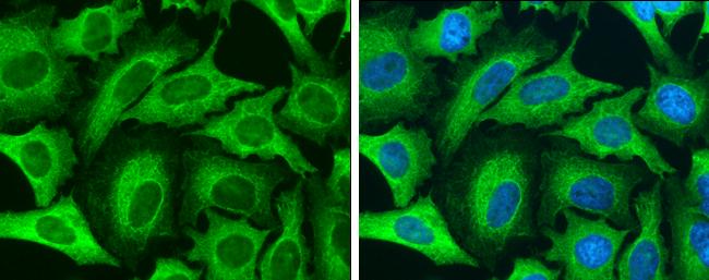 Cytokeratin 8 Antibody - BSA Free