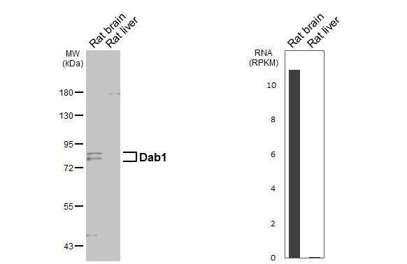 DAB1 Antibody - BSA Free