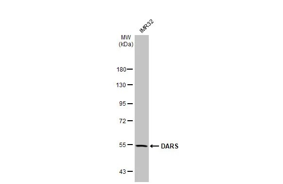 DARS Antibody