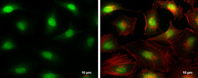 DCK Antibody - BSA Free