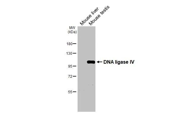 DNA Ligase IV Antibody - BSA Free