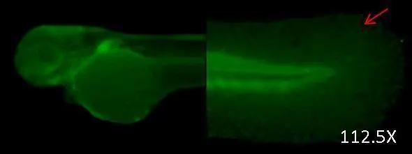 DNAJB6 Antibody - BSA Free