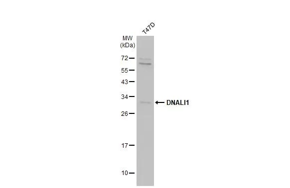 DNALI1 Antibody
