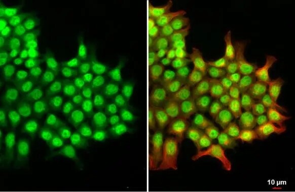 DNASE1L3 Antibody