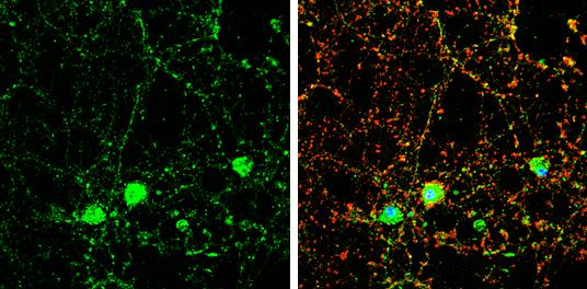 Doc2-alpha Antibody