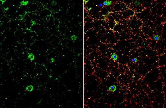 Dopamine D1R/DRD1 Antibody - BSA Free
