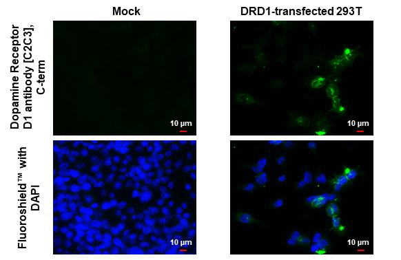 Dopamine D1R/DRD1 Antibody - BSA Free