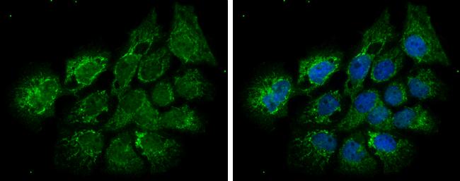 ECHS1 Antibody - BSA Free